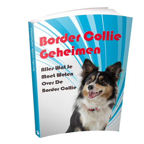 De liefste Border Collie