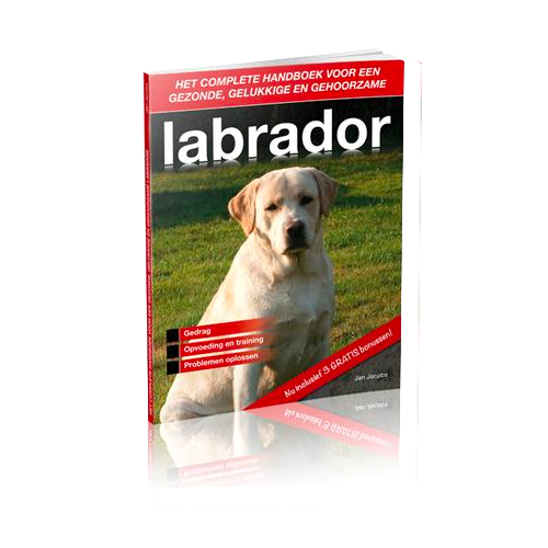 gehoorzame labrador